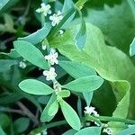 Polygonum aviculare Ліст