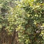 Cordia dichotoma Leaf