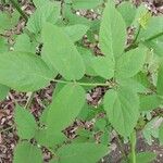 Aralia racemosa Leaf