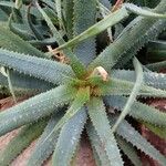 Aloe parvula Habitus