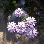 Iberis linifolia Fula