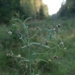 Veronica scutellata Gyümölcs