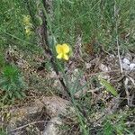 Lathyrus annuus Flor