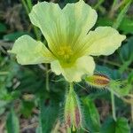 Monsonia longipes Çiçek