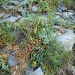 Lycopodium alpinum عادت