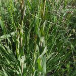 Turritis glabra Hoja