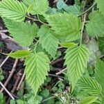 Kerria japonica Leaf