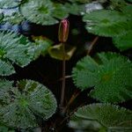 Nymphaea rubra Fiore