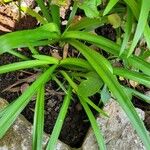 Agapanthus africanusList