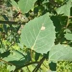 Populus grandidentata List