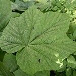 Rubus parviflorus Folha