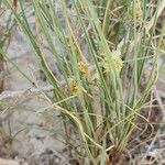 Cyperus capitatus Ліст