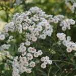 Achillea alpina Hábitos