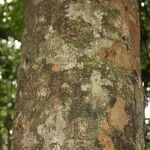 Pradosia ptychandra Bark