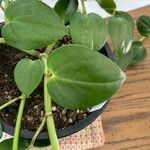 Peperomia scandens Liść