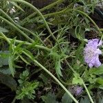 Scabiosa columbaria عادت داشتن