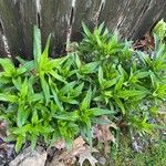 Dianthus barbatus Fulla