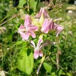 Saponaria officinalis Květ