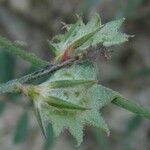Onobrychis aequidentata その他の提案