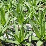 Lactuca indica Hoja