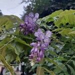 Wisteria frutescens Blomst