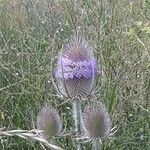 Dipsacus fullonumFiore