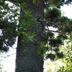Araucaria cunninghamii Casca