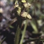 Chamorchis alpina Flor