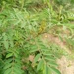 Indigofera arrecta Flor
