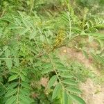 Indigofera arrecta Flower