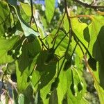 Alangium chinense Fruit