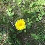 Doronicum plantagineumЦветок