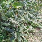 Nonea vesicaria Blatt