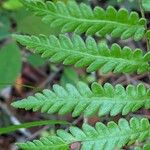Woodwardia virginica Leaf