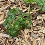 Angelica lucida Fuelha