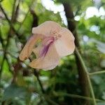 Sigmoidotropis speciosa Floare