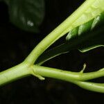 Solanum rovirosanum Кара