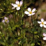 Sabatia angularis 整株植物