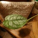 Monstera siltepecana Ліст