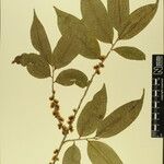 Eurya cerasifolia 其他