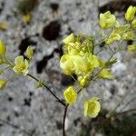 Biscutella laevigata Fiore