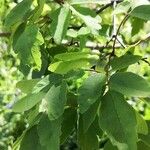 Acer triflorum Листок