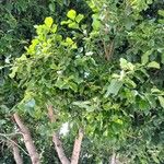 Ficus microphylla Hoja