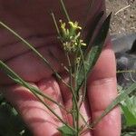 Sisymbrium orientale Flor