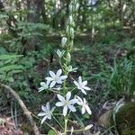 Ornithogalum pyramidaleFlower