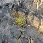 Cyperus niveus Συνήθη χαρακτηριστικά
