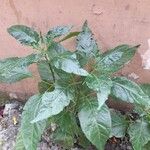 Capsicum frutescens Fruit