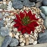 Echeveria agavoides Feuille