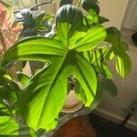 Philodendron panduriforme 葉