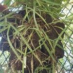 Lepismium cruciforme Corteza
